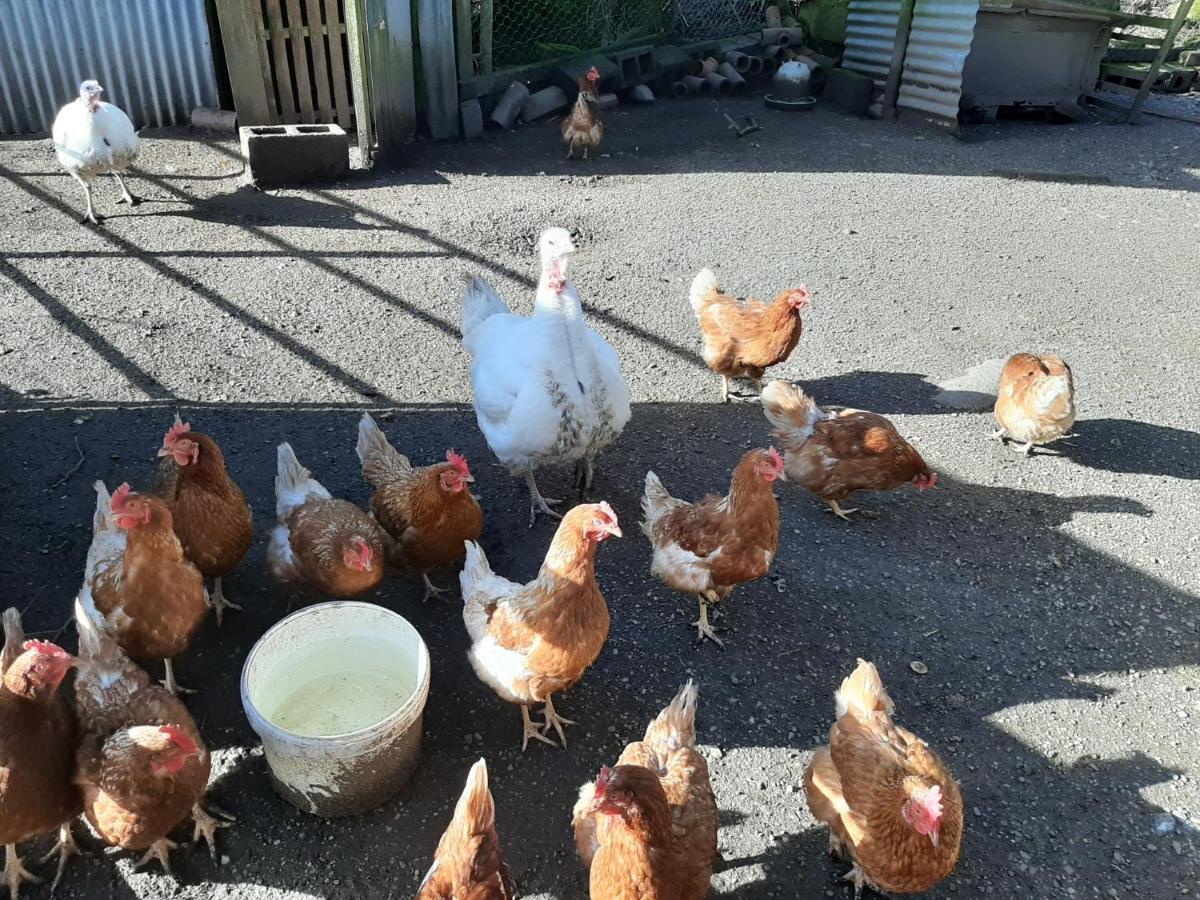 Abhainn Ri Cottages ブレッシントン エクステリア 写真