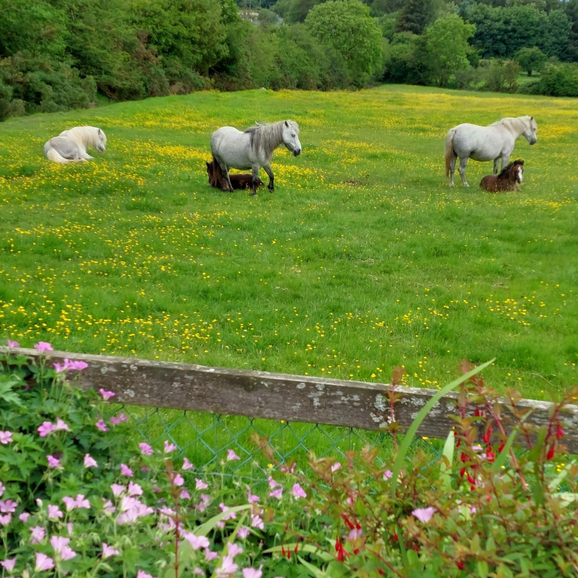 Abhainn Ri Cottages ブレッシントン エクステリア 写真